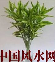 安徽十二生肖养什么植物最旺财运？你知道吗！